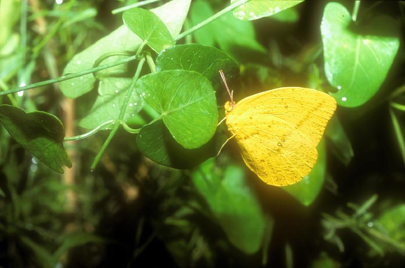 Large Orange Sulphur